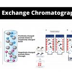 Ion Exchange Chromatography 1