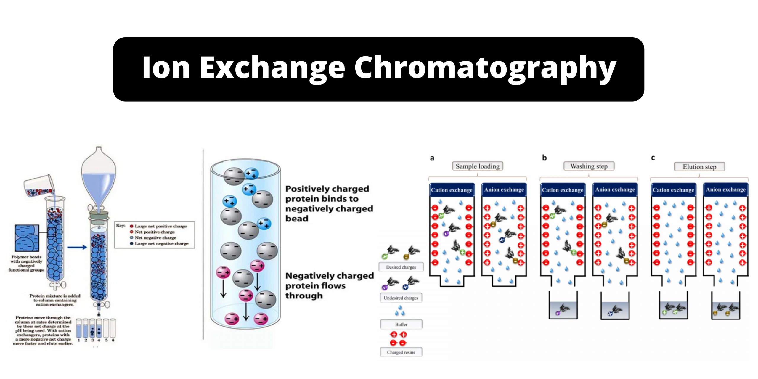 Ion Exchange Chromatography 1 scaled