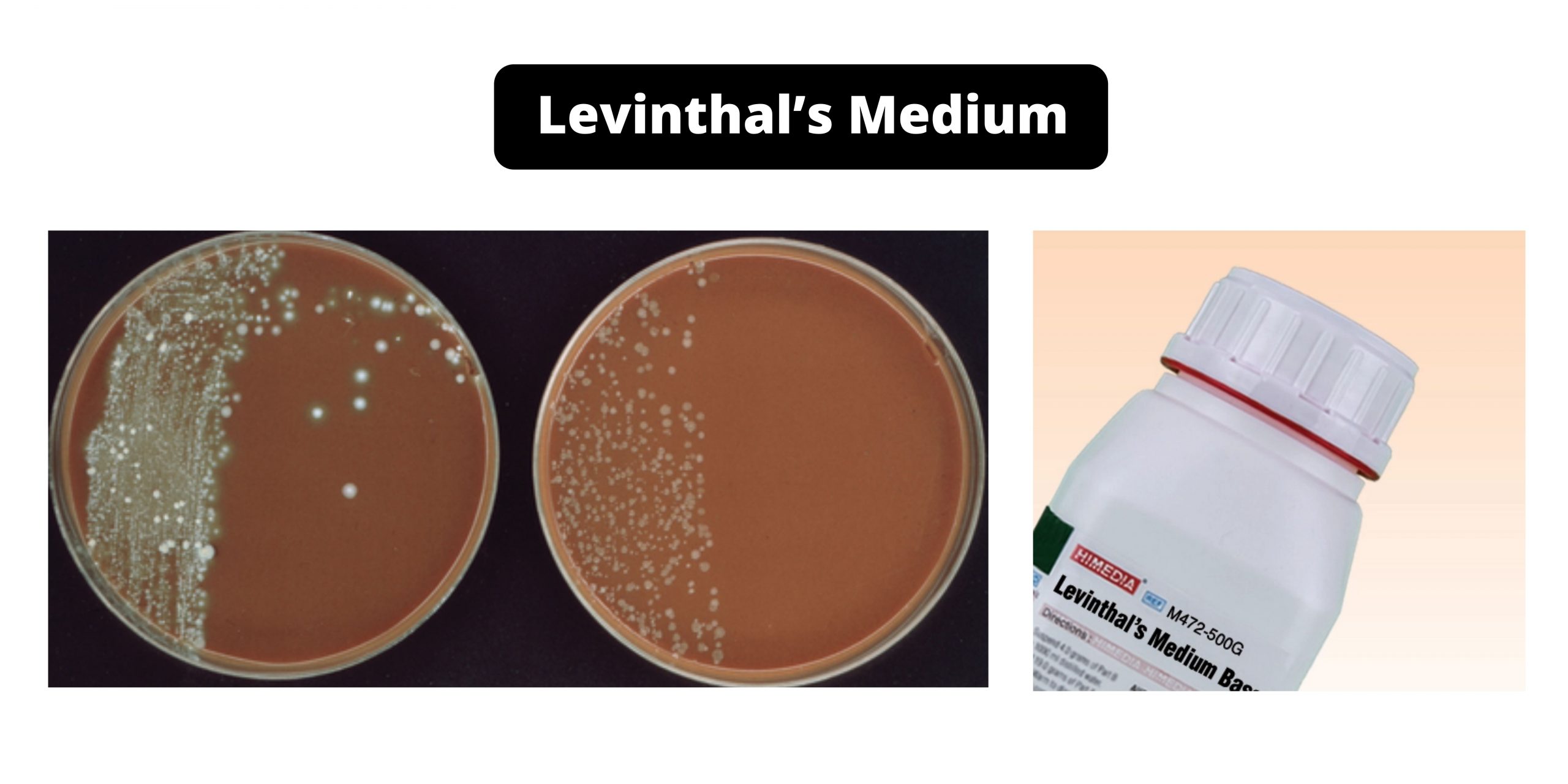 Levinthal’s Medium Composition, Principle, Preparation, Results, Uses