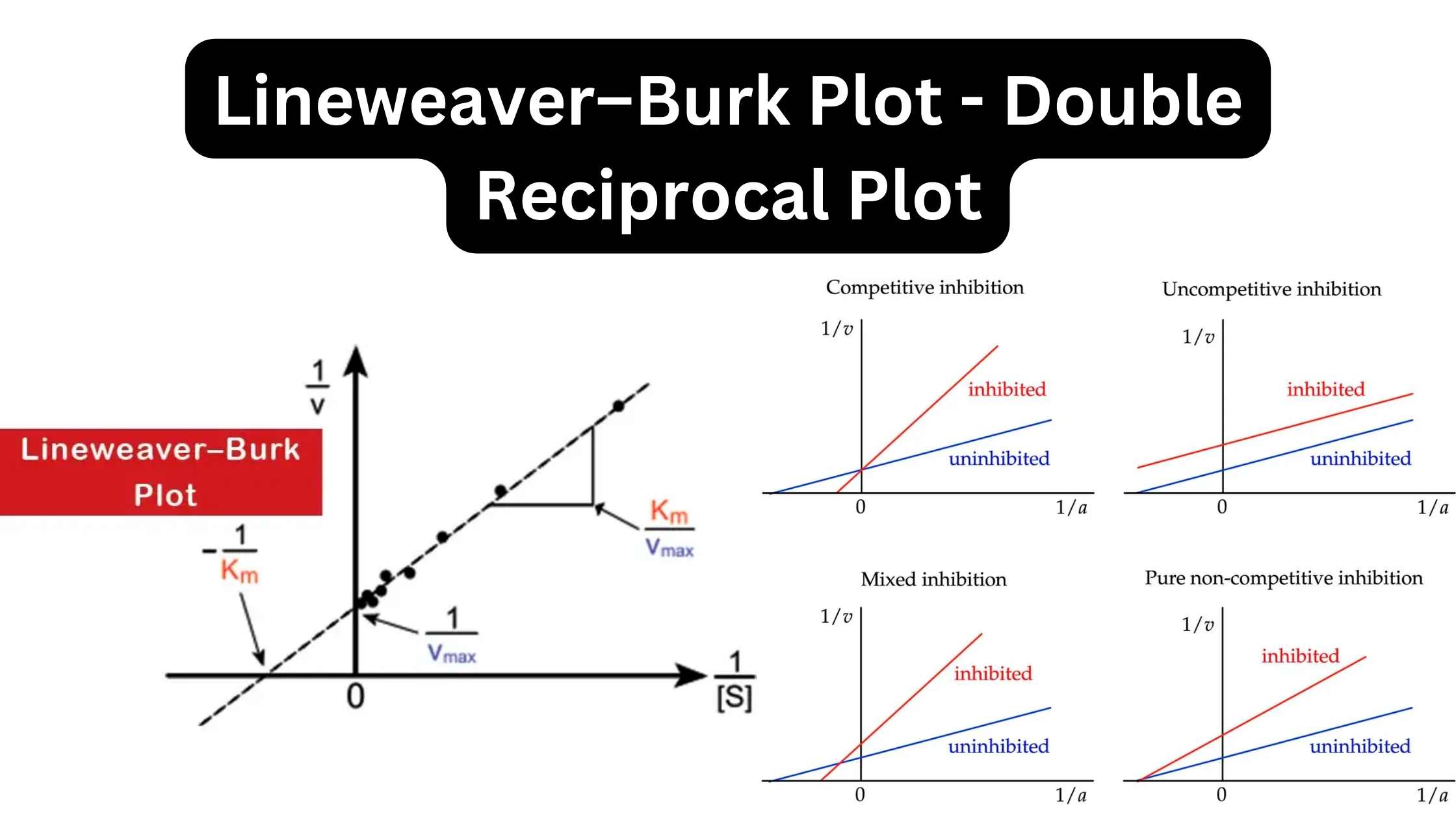 Lineweaver–Burk Plot - Double Reciprocal Plot