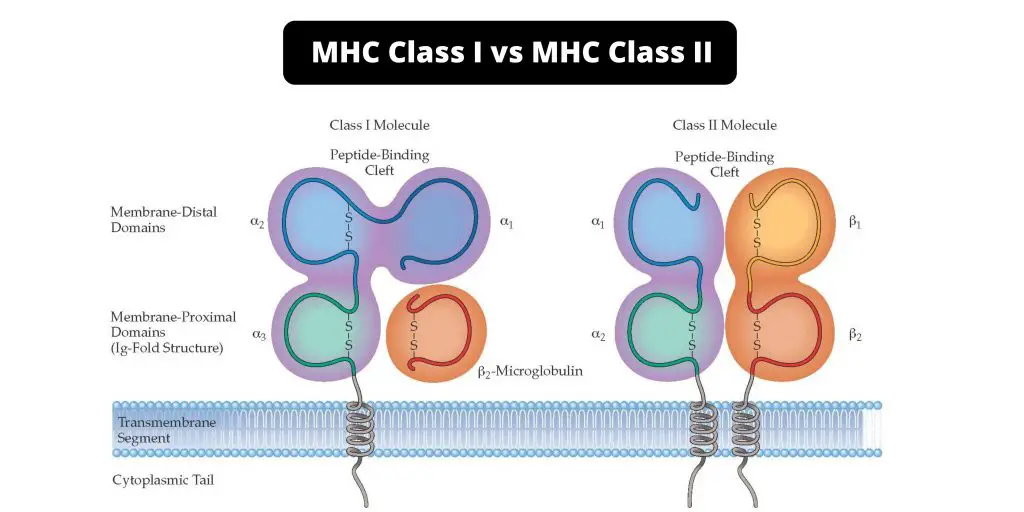 Difference between MHC Class I and MHC Class II - MHC Class I vs MHC Class II