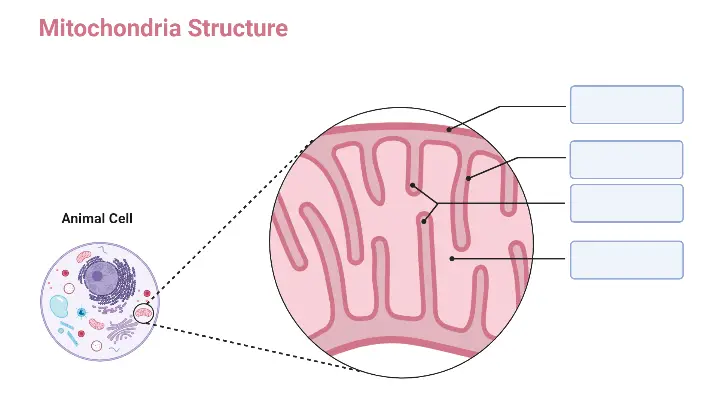Mitochondria Structure Worksheet