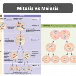 Differences between Mitosis and Meiosis - Mitosis vs Meiosis