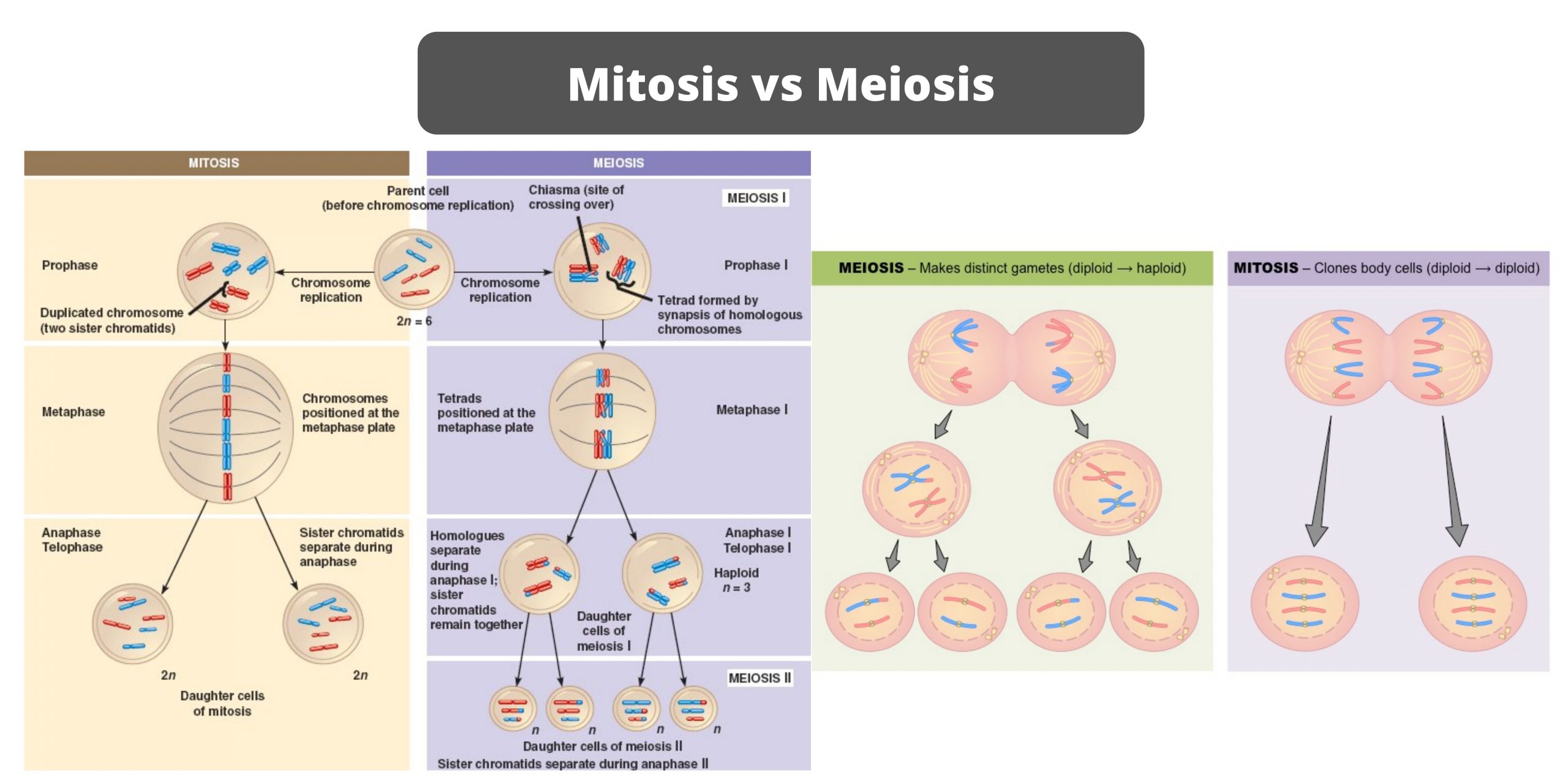 Differences between Mitosis and Meiosis - Mitosis vs Meiosis.