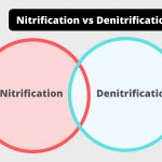 Differences Between Nitrification and Denitrification