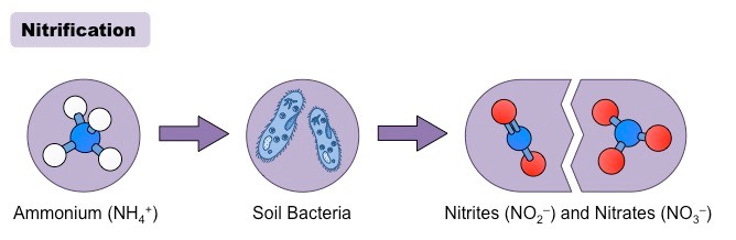 What is Nitrification?