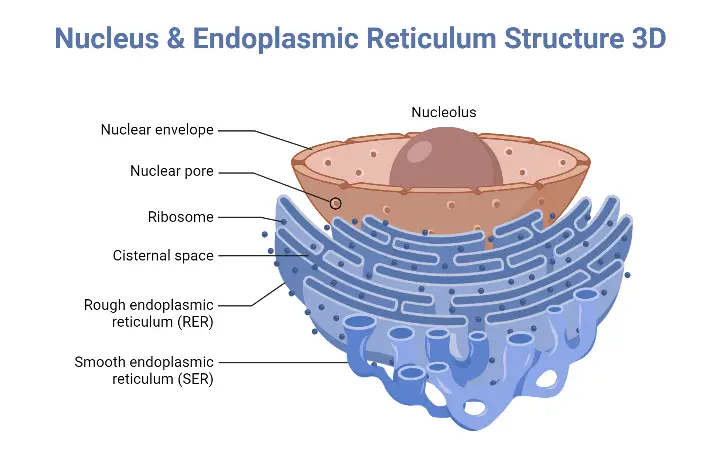 Nucleus Endoplasmic Reticulum Structure 3D