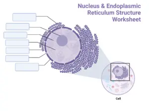 Nucleus & Endoplasmic Reticulum Structure Worksheet