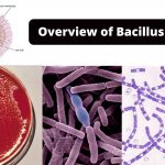 Overview of Bacillus anthracis