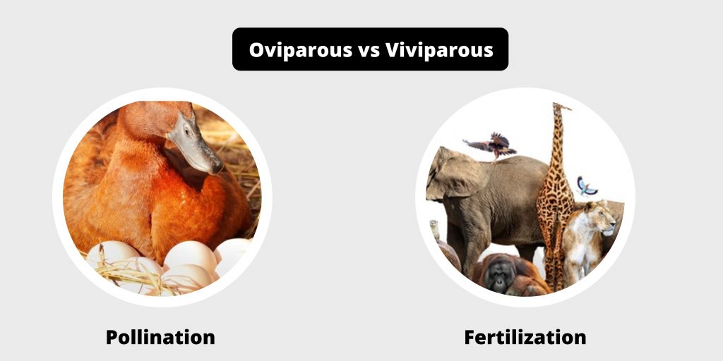 Difference Between Oviparous and Viviparous - Oviparous vs Viviparous