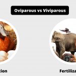 Difference Between Oviparous and Viviparous - Oviparous vs Viviparous