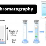 Paper Chromatography Principle, Types, Instrumentation, Steps