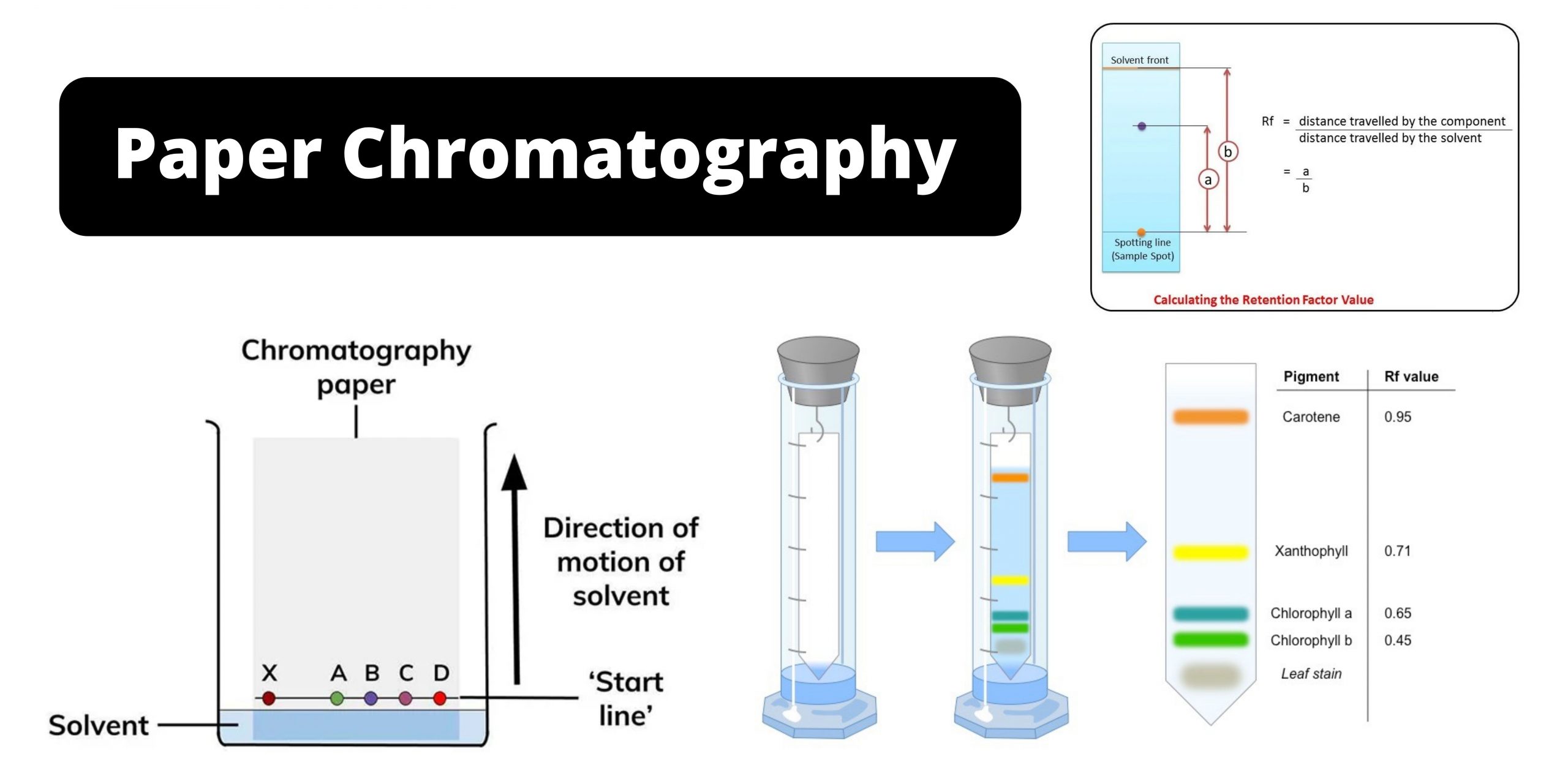 Paper Chromatography Principle, Types, Instrumentation, Steps