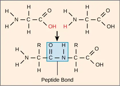 Peptide bond formation between two amino acids with the release of a water molecule.