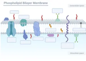 Phospholipid Bilayer Membrane Worksheet