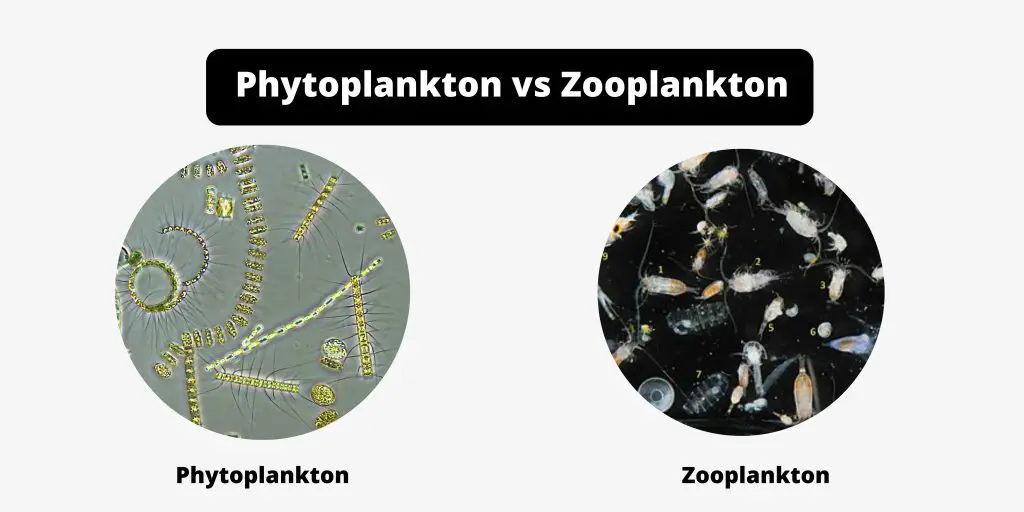 Difference between Phytoplankton and Zooplankton - Phytoplankton vs Zooplankton