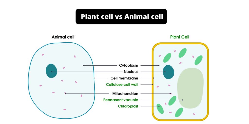 Difference between Plant cell and Animal cell - Plant cell vs Animal cell