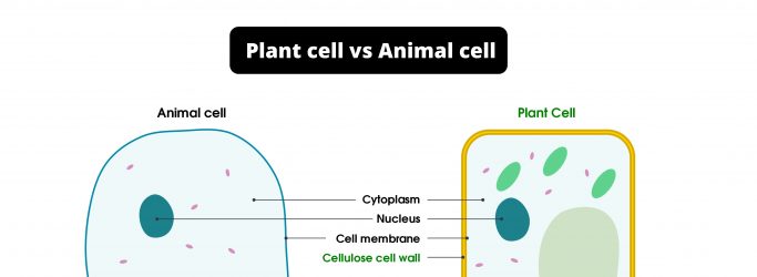 Difference between Plant cell and Animal cell - Plant cell vs Animal cell