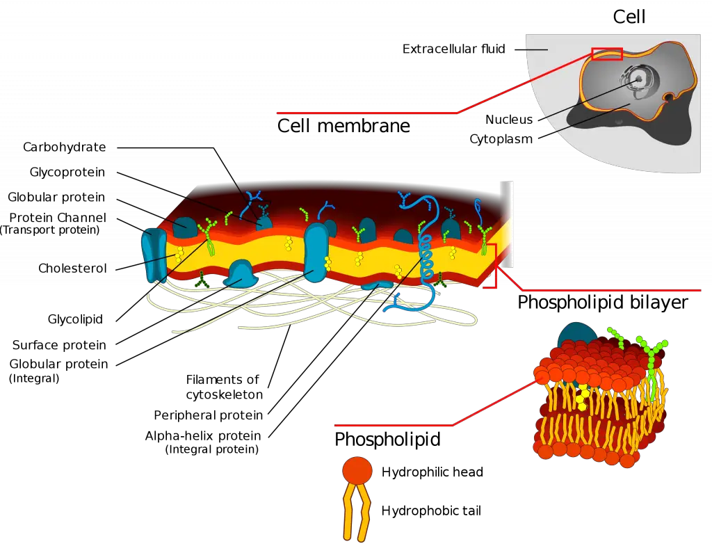 Plasma membrane (Cell membrane) diagram