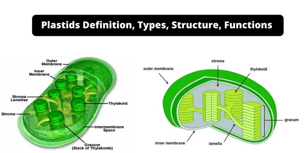 Plastids Definition, Types, Structure, Functions