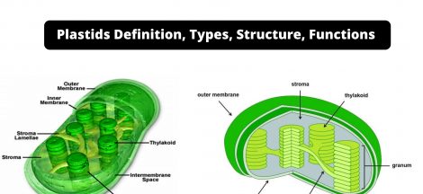 Plastids Definition, Types, Structure, Functions