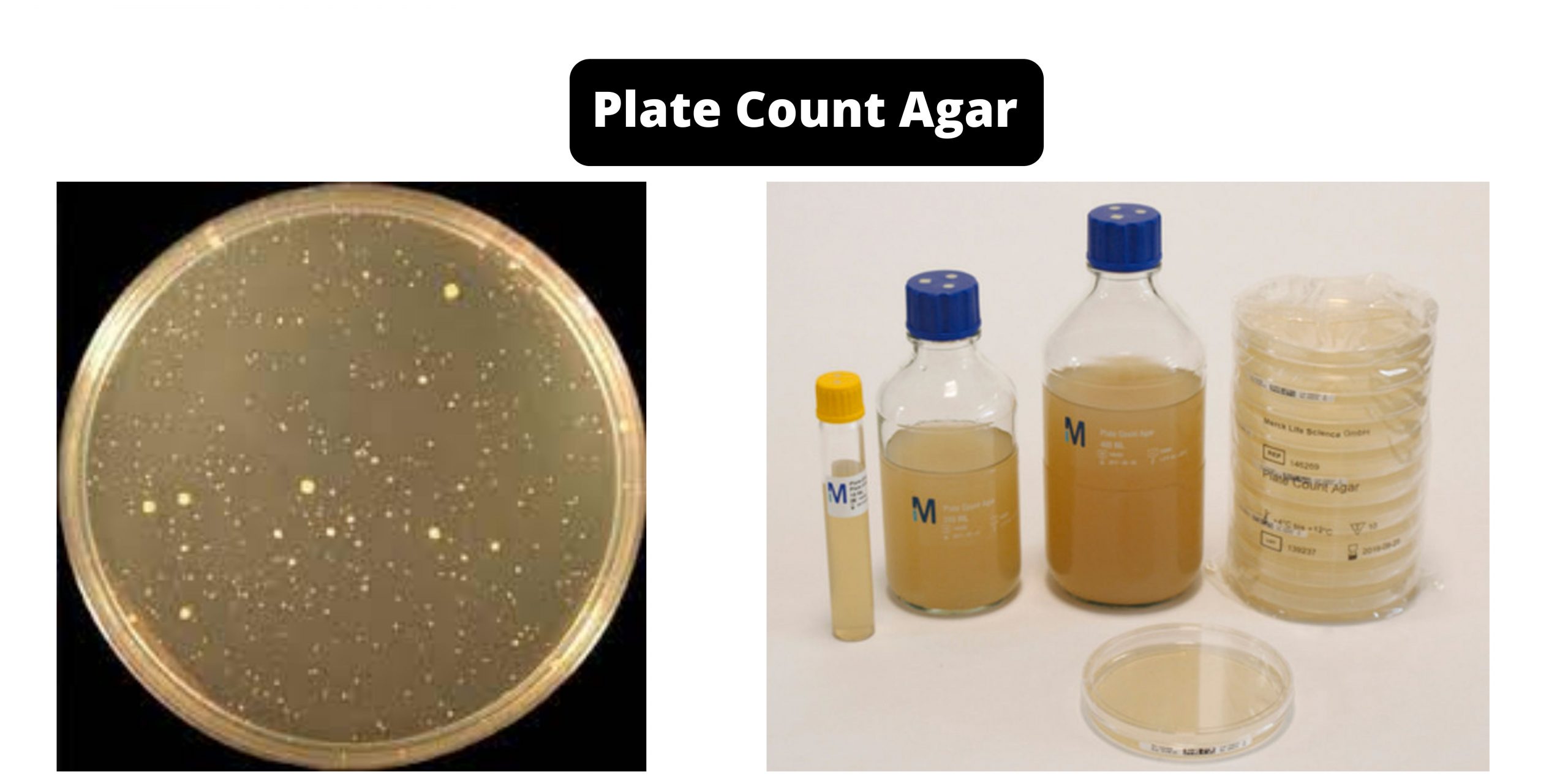 Plate Count Agar (PCA) Composition, Principle, Preparation, Results, Uses