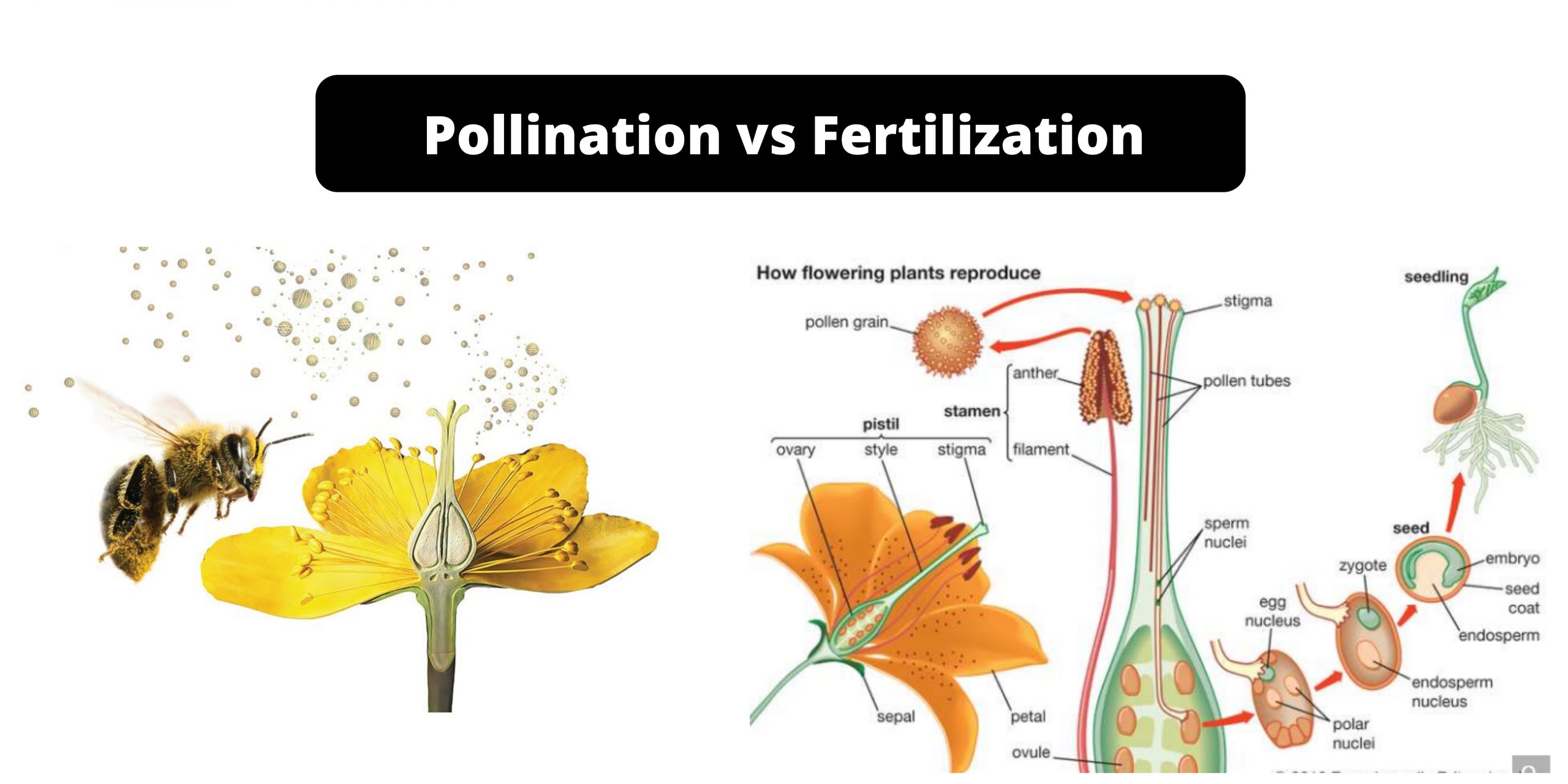 Difference Between Pollination and Fertilization - Pollination vs Fertilization