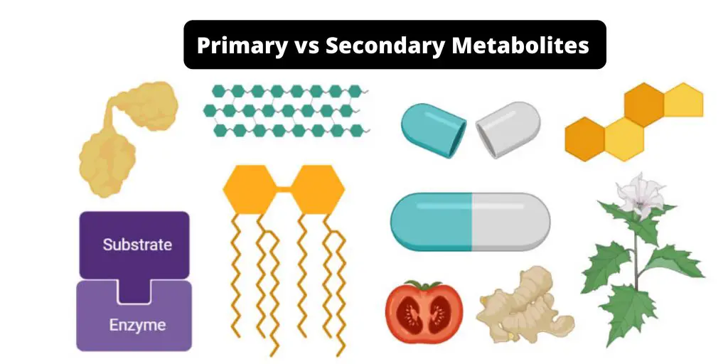 Difference Between Primary and Secondary Metabolites