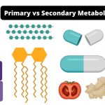 Difference Between Primary and Secondary Metabolites