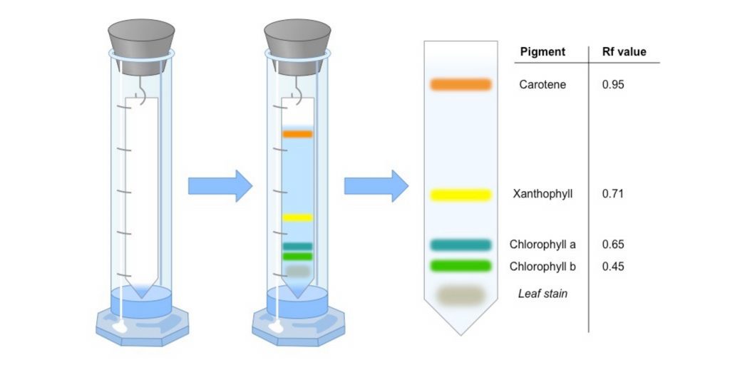 Principle of Paper chromatography