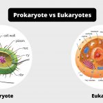 Differences between Prokaryotes and Eukaryotes - Prokaryotes vs Eukaryotes