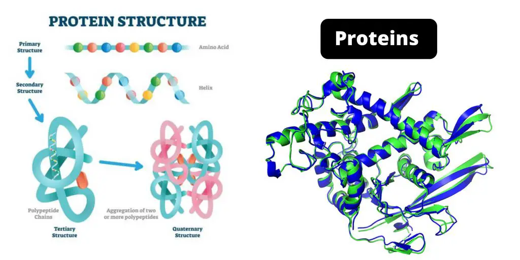 Proteins Definition, Properties, Structure, Classification, Functions