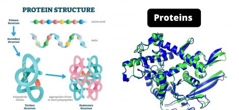 Proteins Definition, Properties, Structure, Classification, Functions