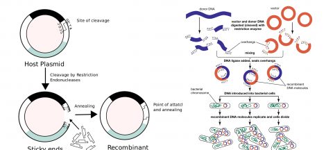 Recombinant DNA Technology Steps, Application, Tools, and Limitations