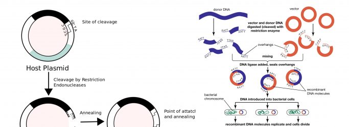 Recombinant DNA Technology Steps, Application, Tools, and Limitations