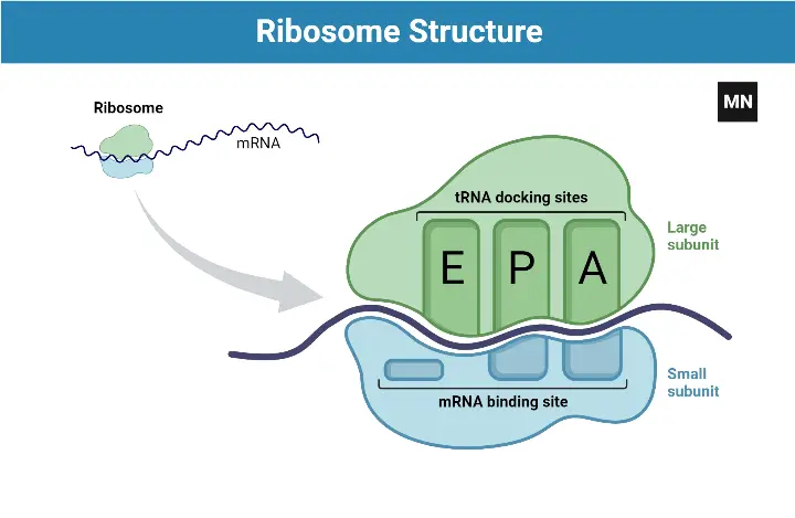 Structure of Ribosomes