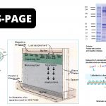 SDS-PAGE - Sodium Dodecyl Sulfate Polyacrylamide Gel Electrophoresis (PAGE)