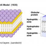 Sandwich (Davson–Danielli) model of cell membrane