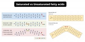Difference between Saturated and Unsaturated fatty acids