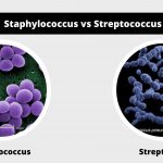 Differences between Staphylococcus and Streptococcus