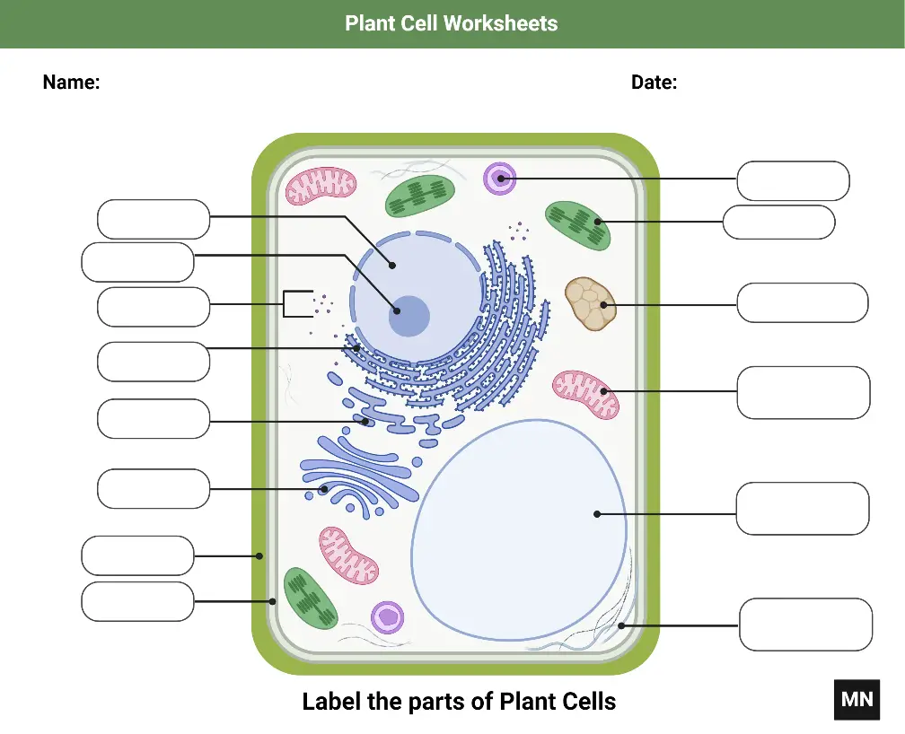 Plant cell Worksheet
