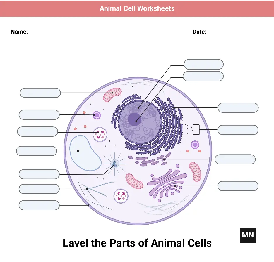 Animal Cell Worksheet
