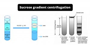 Sucrose gradient centrifugation