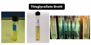 Thioglycollate Broth Composition, Principle, Preparation, Results, Uses