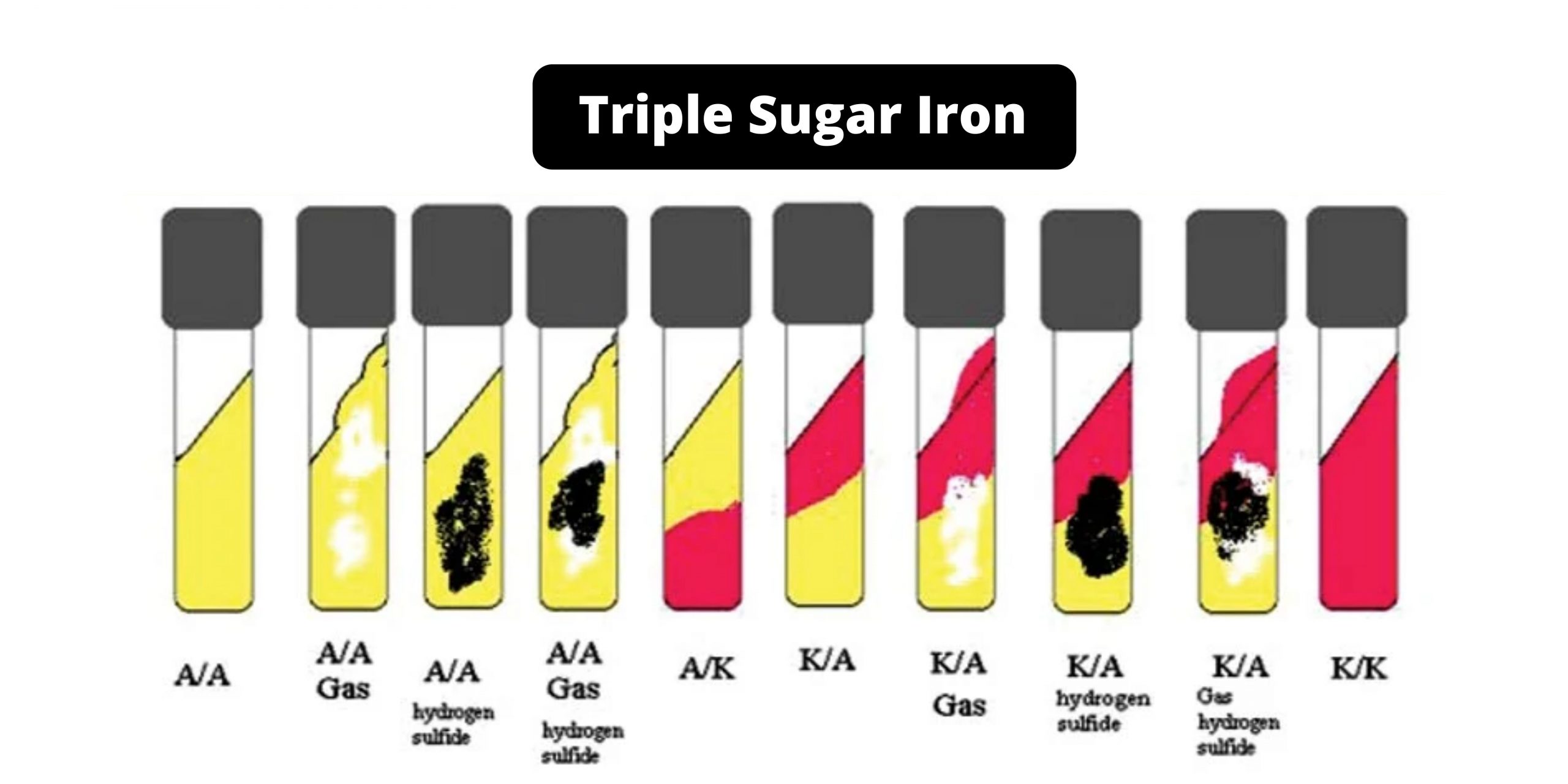 Triple Sugar Iron (TSI) Agar Composition, Principle, Preparation, Results, Uses