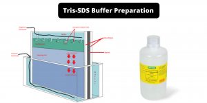 Tris-SDS Buffer Preparation for SDS PAGE