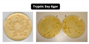 Tryptic Soy Agar Composition, Principle, Preparation, Results, Uses