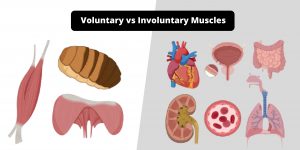 Differences between Voluntary muscles and Involuntary muscles