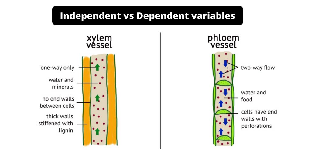 Difference Between Xylem and Phloem - Xylem vs Phloem