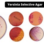 Yersinia Selective Agar Composition, Principle, Preparation, Results, Uses